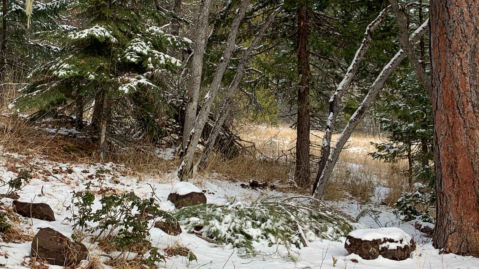 natural burial site with first snow