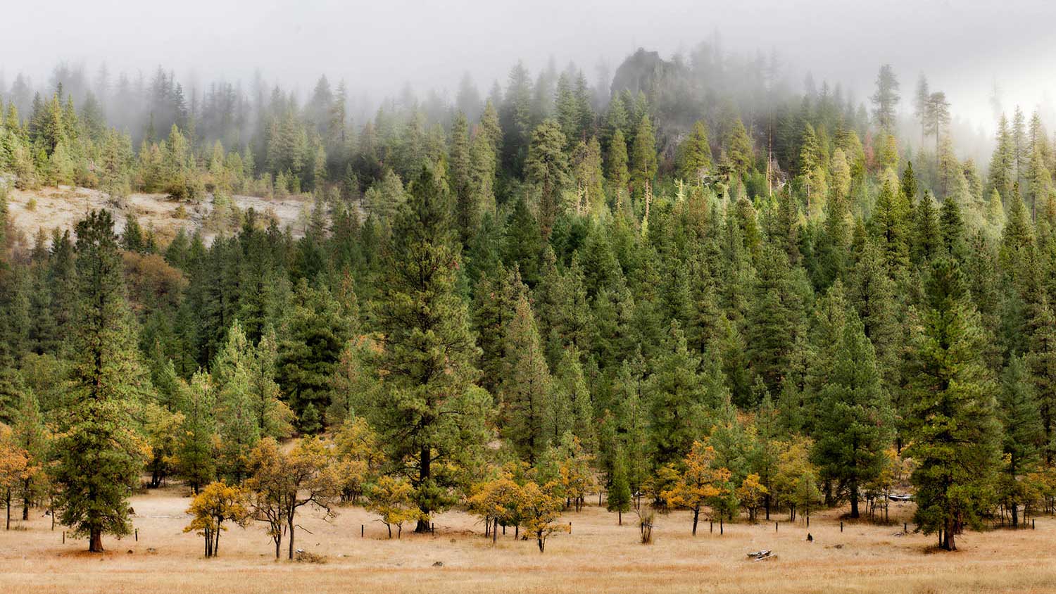 The Forest fall colors