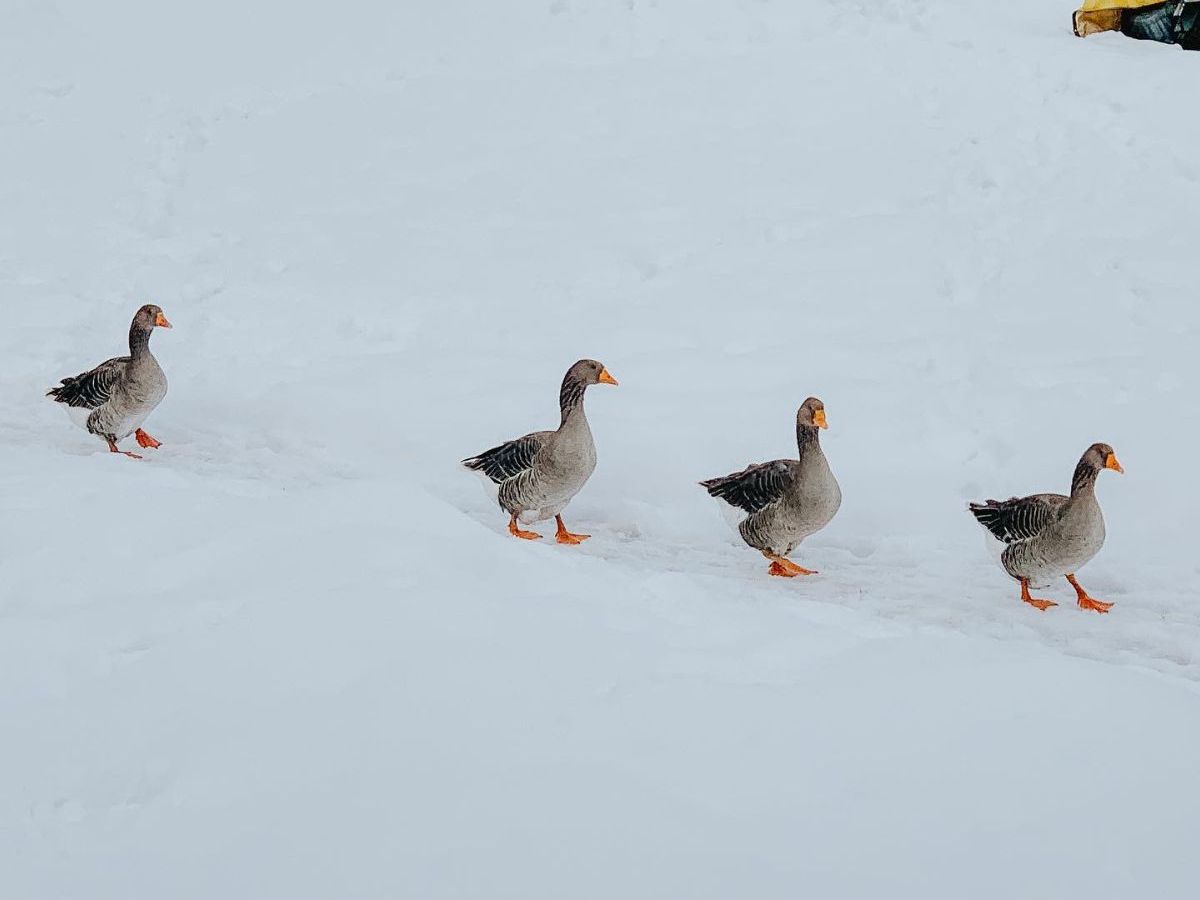 four geese walking in line across snow