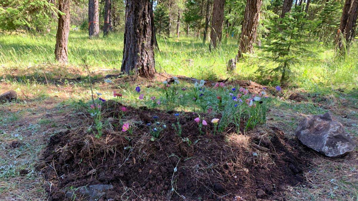 natural burial mound planted with flowers